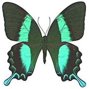 Лучшие подарки на 14 февраля - Живые Бабочки!