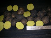 Картофеля 2016 года. Производитель.Доставка по РФ