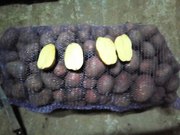 Картофель оптом