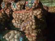 Картофель оптом от производителя