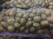 Картофель Галла от КФХ