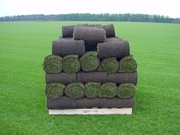 Рулонный газон