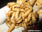 Черный опарыш ТОП наживка 2017 года.