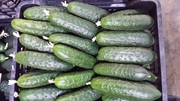 Огурцы из Испании
