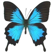 Живые тропические бабочки Бабочки Лучший подарок!