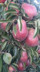 Груши  из Испании