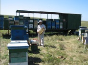 Мёд оптом сбор 2017 год