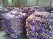 Картофель крупным оптом