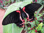 Экзотические Живые Бабочки из Филиппин