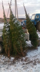 Живые новогодние елки и сосны оптом