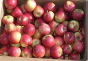 Яблоки с доставкой по РФ,  большой выбор,  низкие цены.