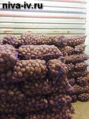 Картофель продовольственный,  оптом и в розницу.